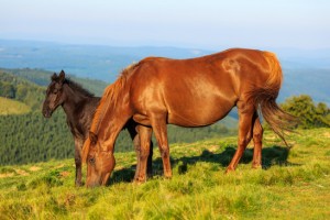 Wild horse and foal on the hill